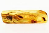 Detailed Fossil Marsh Beetle (Scirtidae) in Baltic Amber #275421-1